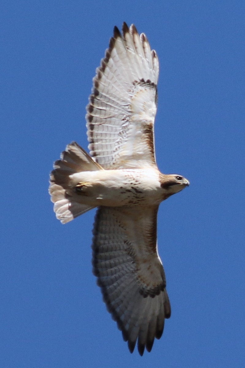 Red-tailed Hawk - ML25588361