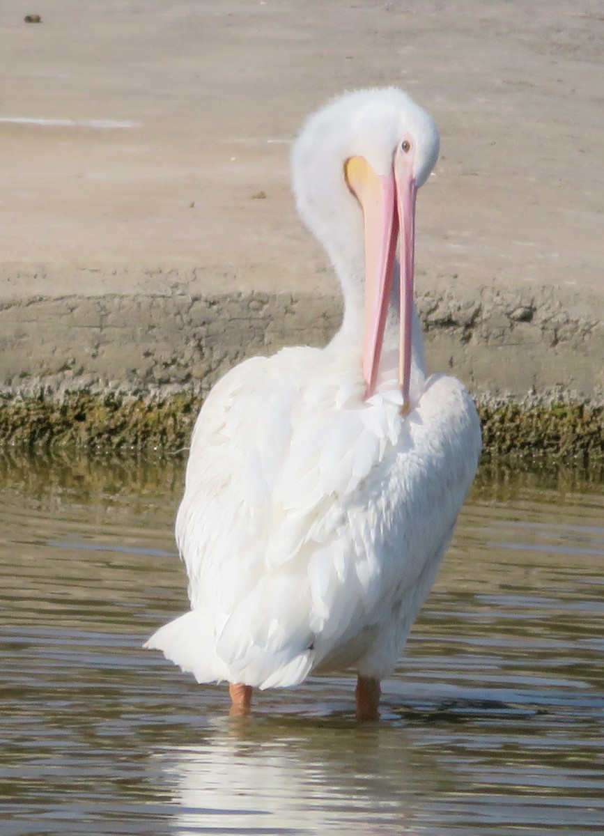 American White Pelican - ML255886621