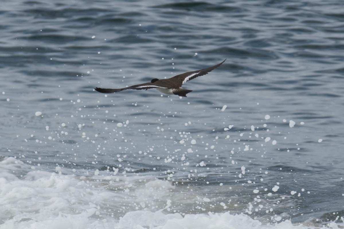 American Oystercatcher - ML255888501