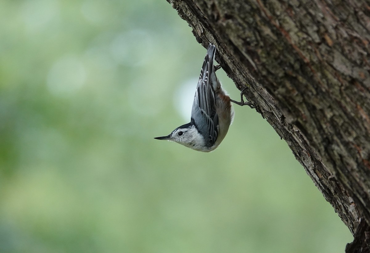 White-breasted Nuthatch - ML255889421