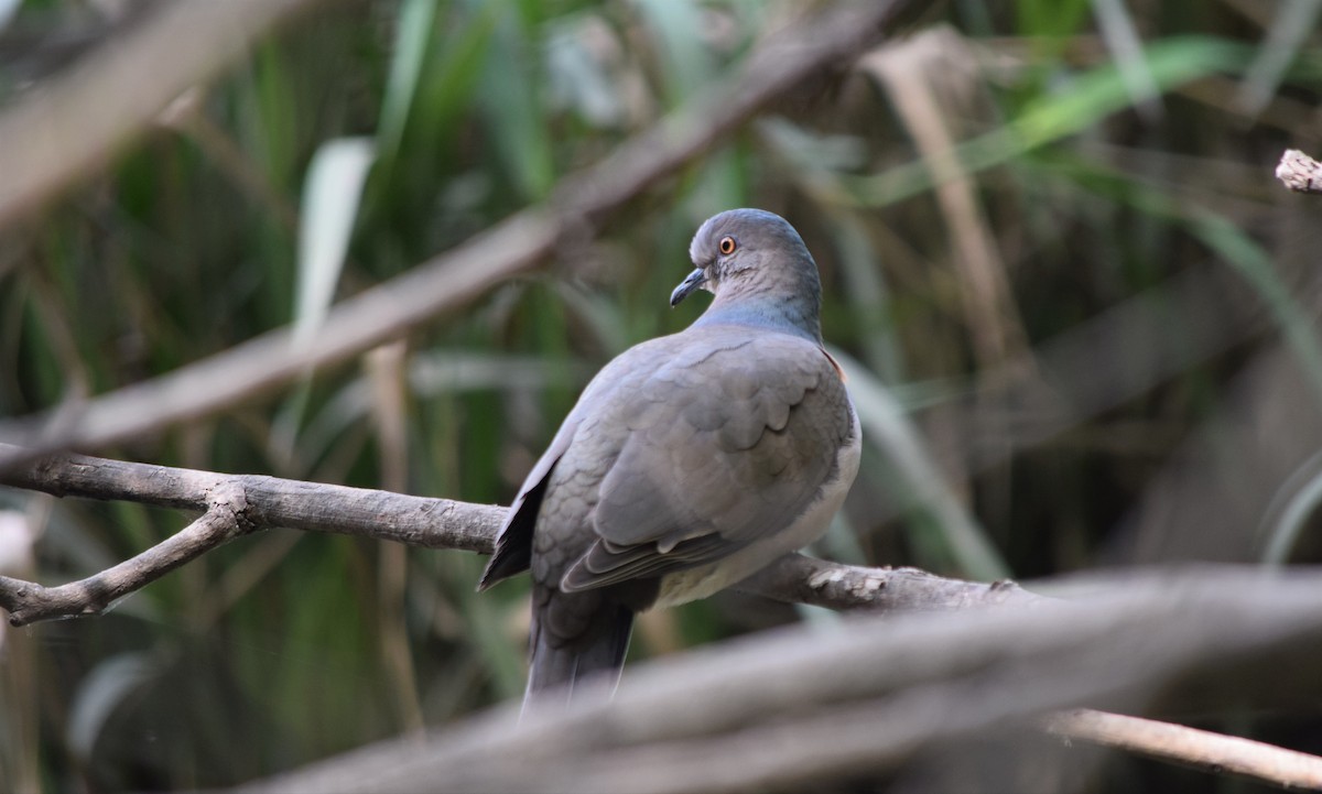 White-tipped Dove - Isis Ibáñez