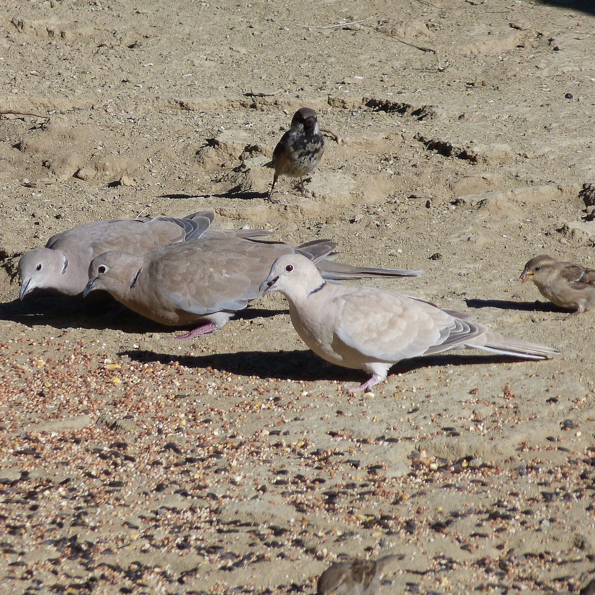 Eurasian Collared-Dove - ML255891231