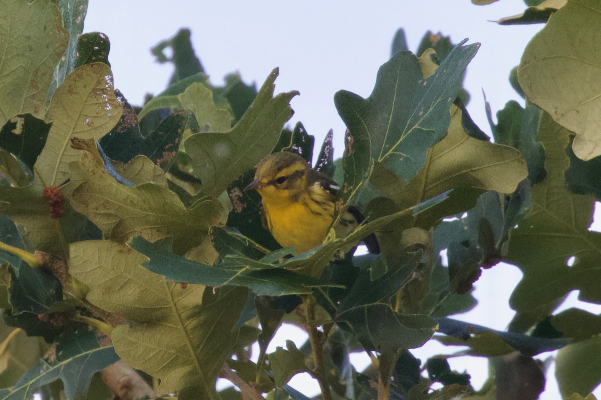 Blackburnian Warbler - Torin Waters 🦉