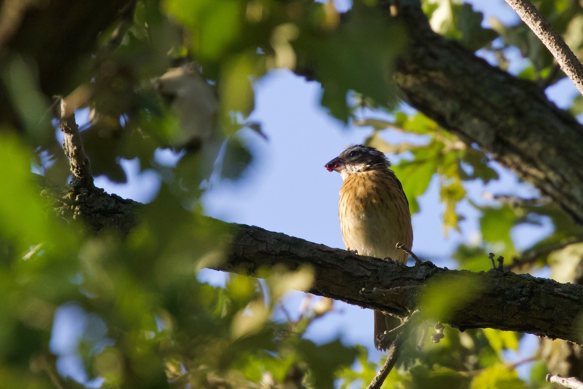 Rose-breasted Grosbeak - Torin Waters 🦉