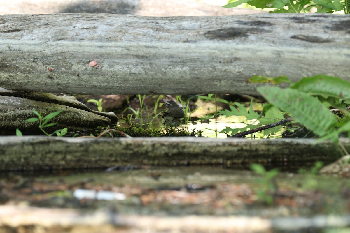 Northern Waterthrush - ML255893691