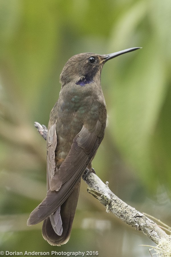 kolibřík fialovouchý - ML25589401