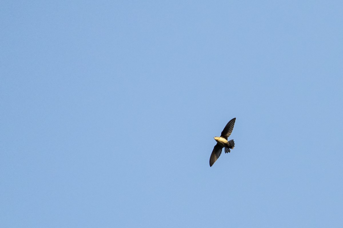 Gray-rumped Swift - ML255895251