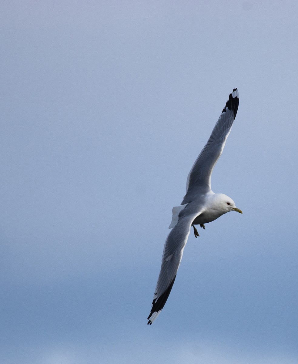 Common Gull (European) - Joshua Vandermeulen