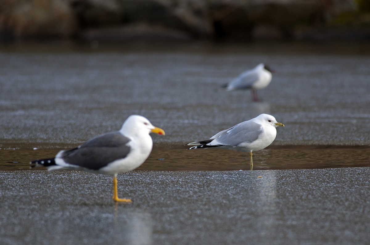 Gaviota Sombría - ML255895401