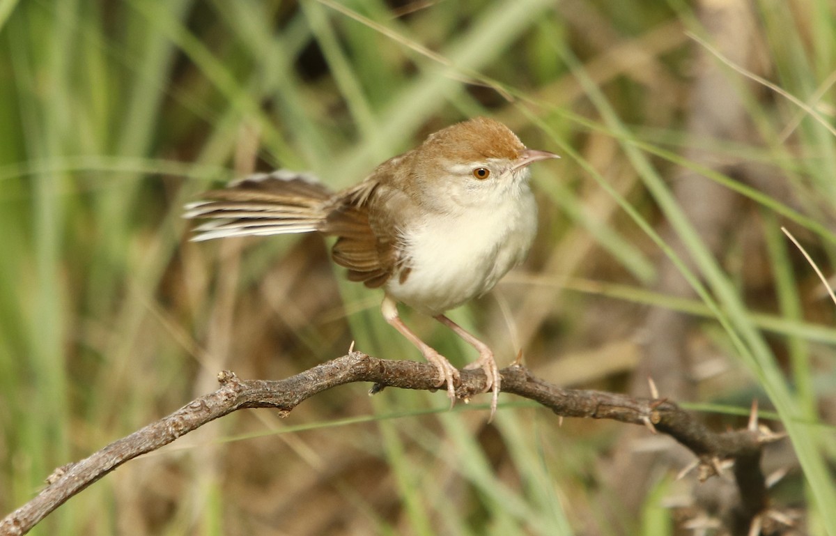 Rufous-fronted Prinia - ML255895431