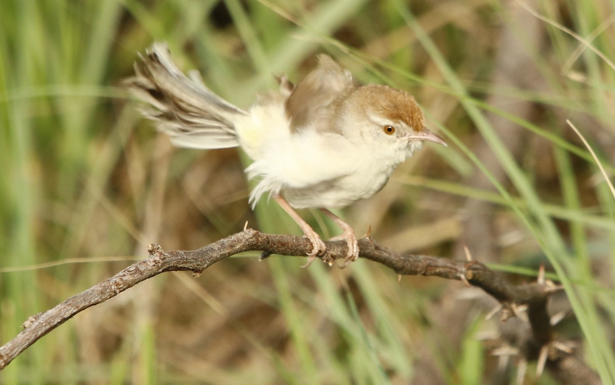 Prinia Frentirrufa - ML255895441