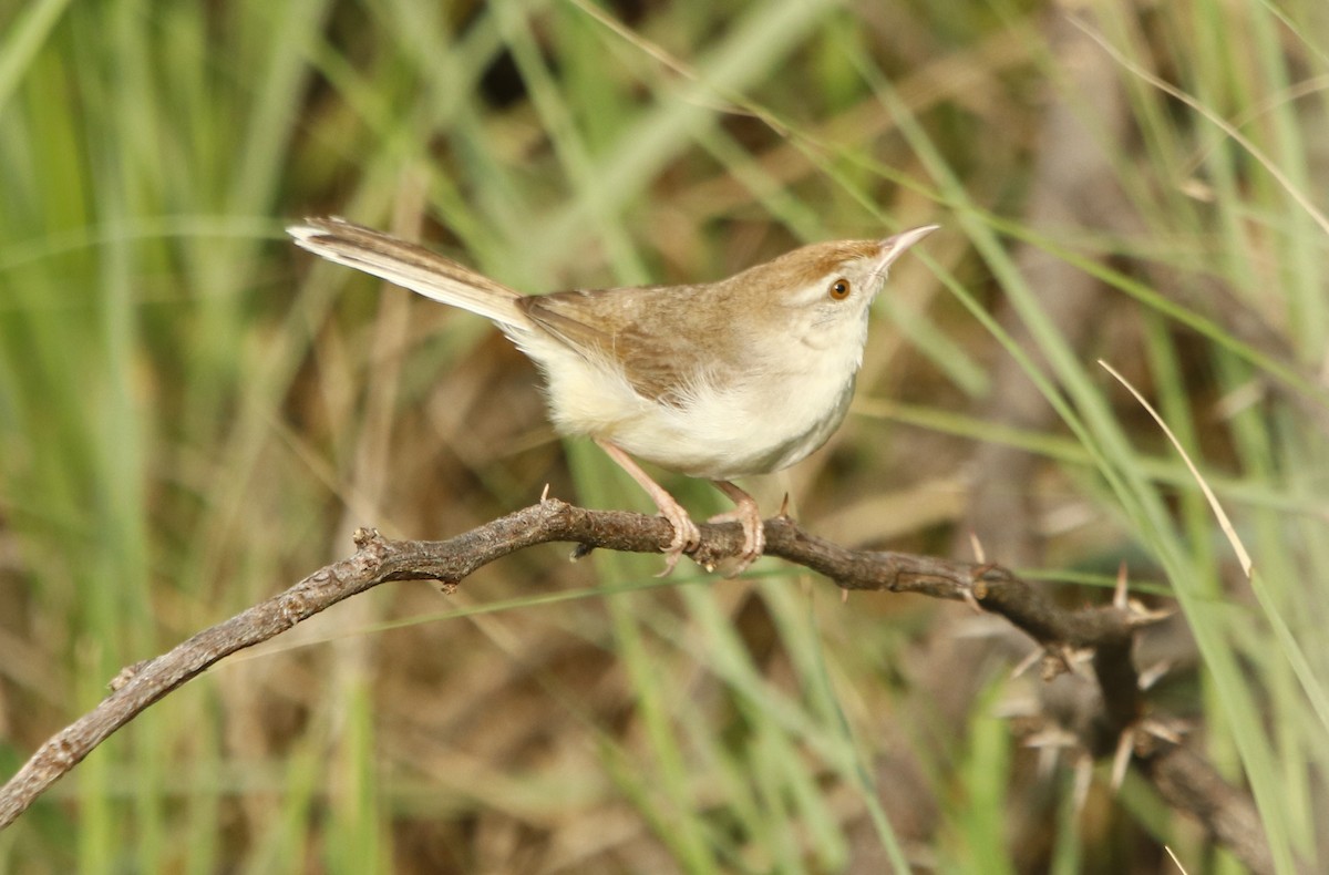 Prinia à front roux - ML255895471