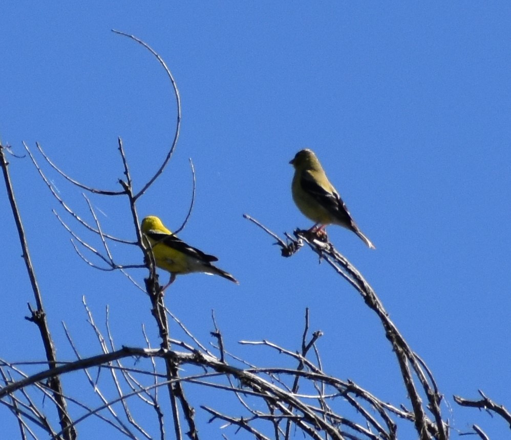American Goldfinch - ML255895651