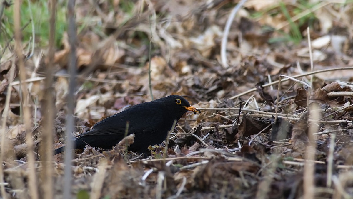 Eurasian Blackbird - ML255895891