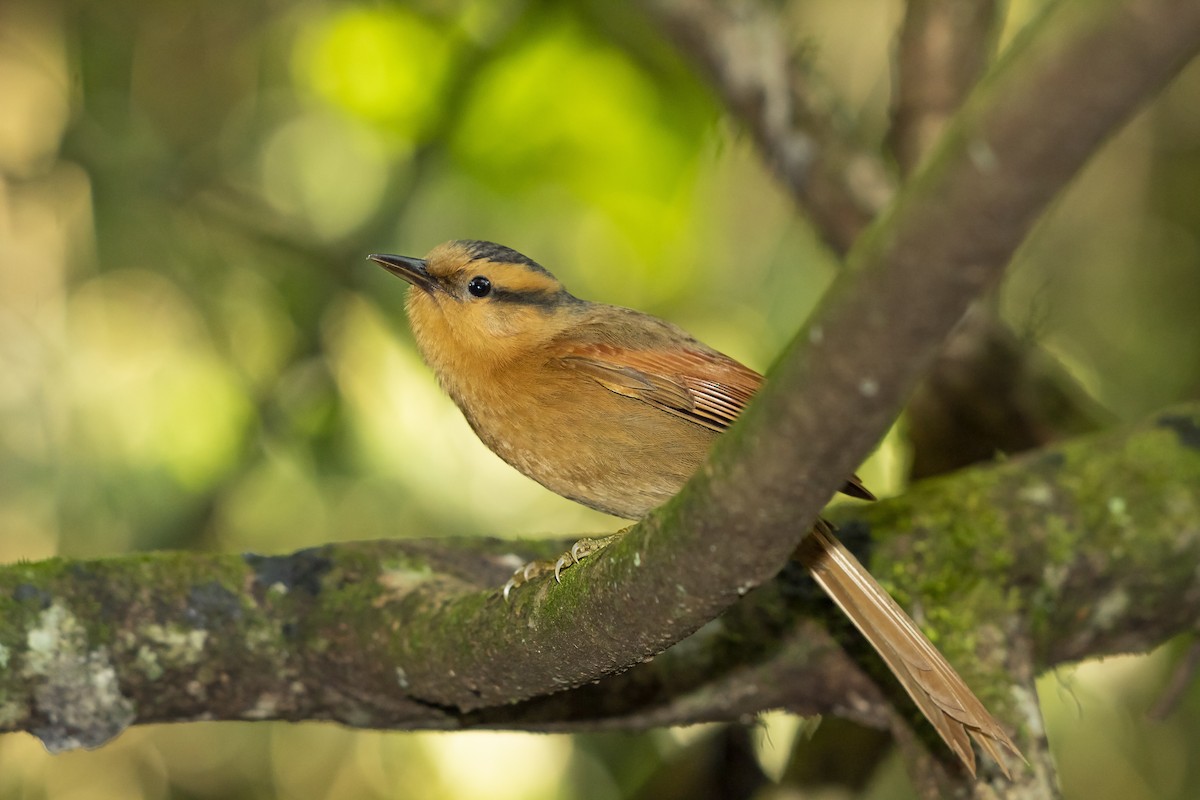 Buff-fronted Foliage-gleaner - ML255896801