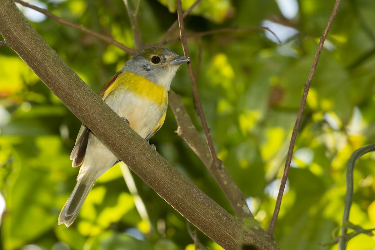 Green-backed Becard - ML255896811