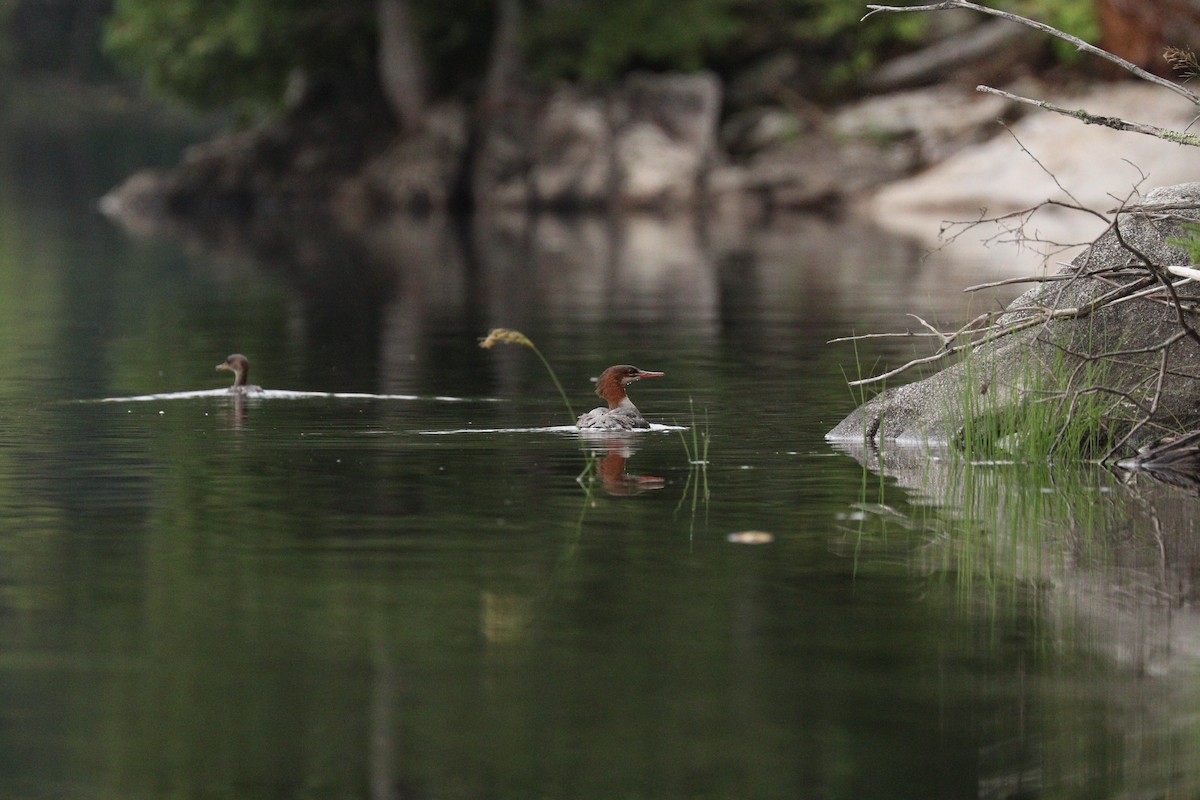 Hooded Merganser - Lynda Noel