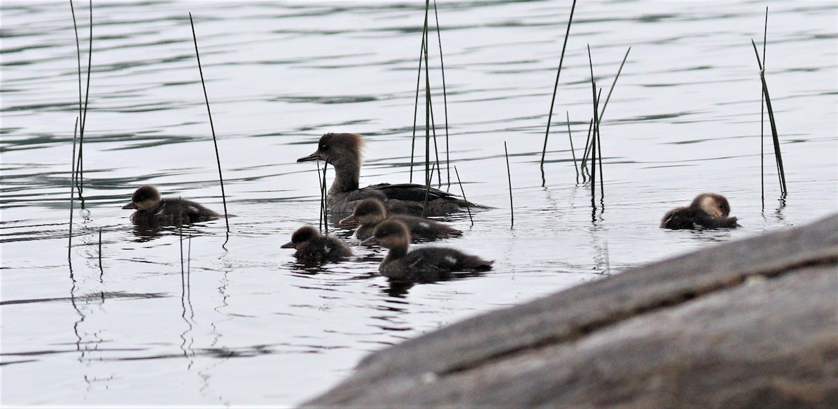 Hooded Merganser - Lynda Noel