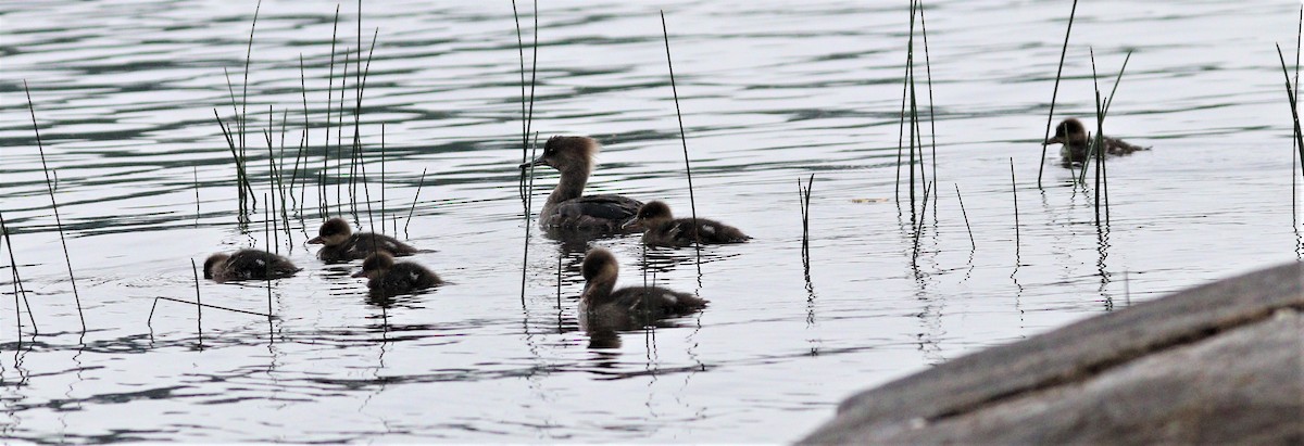 Hooded Merganser - Lynda Noel