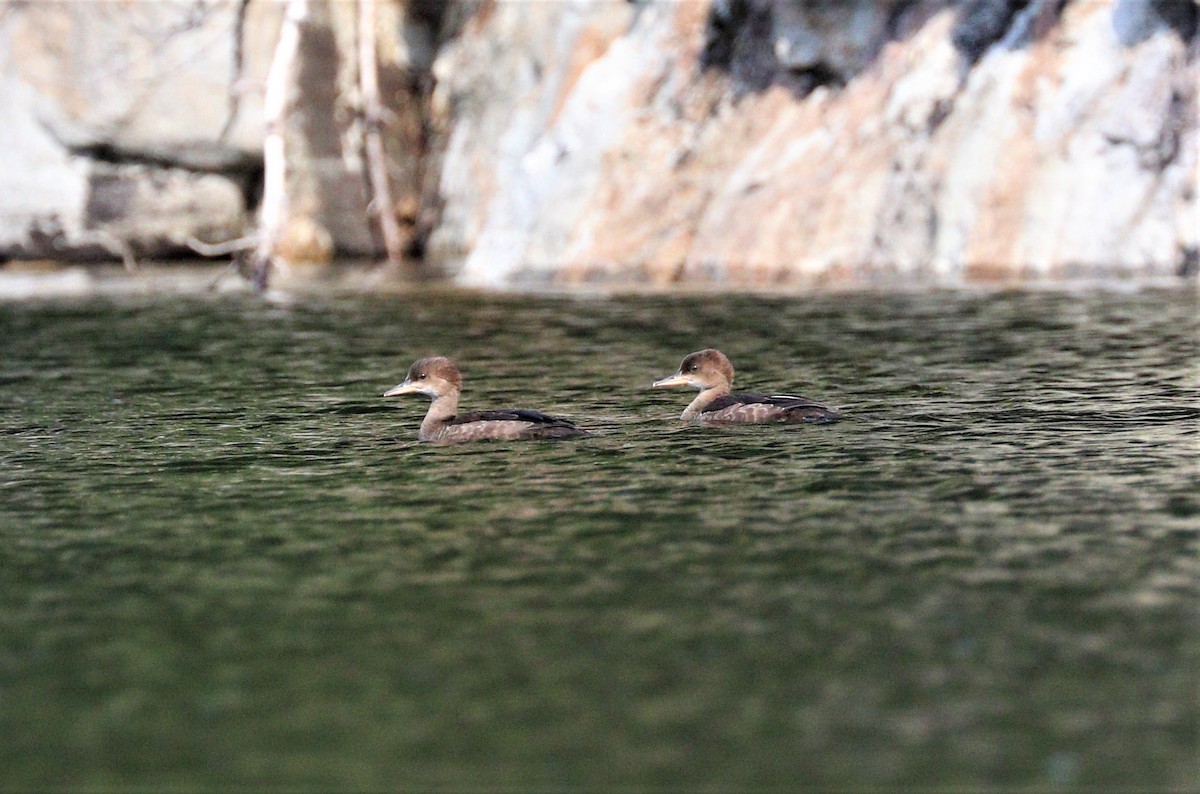 Hooded Merganser - Lynda Noel