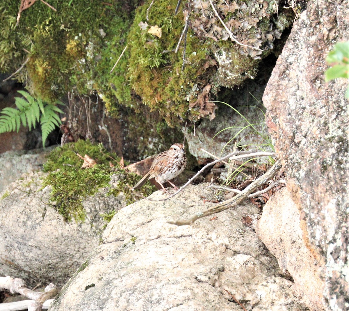 Song Sparrow - ML255900621