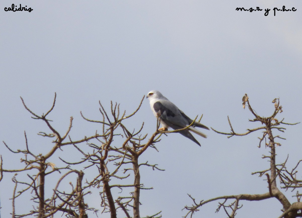 White-tailed Kite - ML255900861