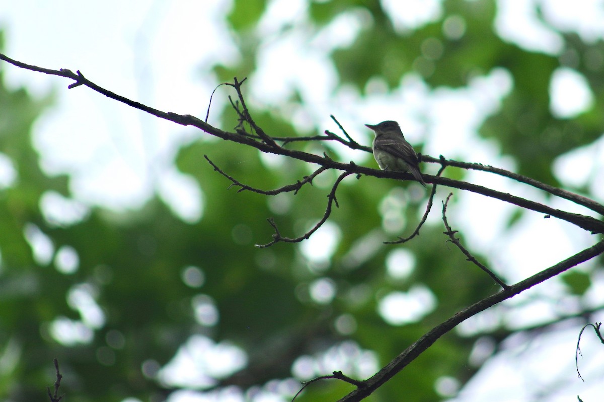 Eastern Wood-Pewee - ML255901191