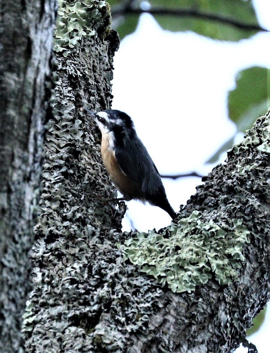 Red-breasted Nuthatch - Lynda Noel