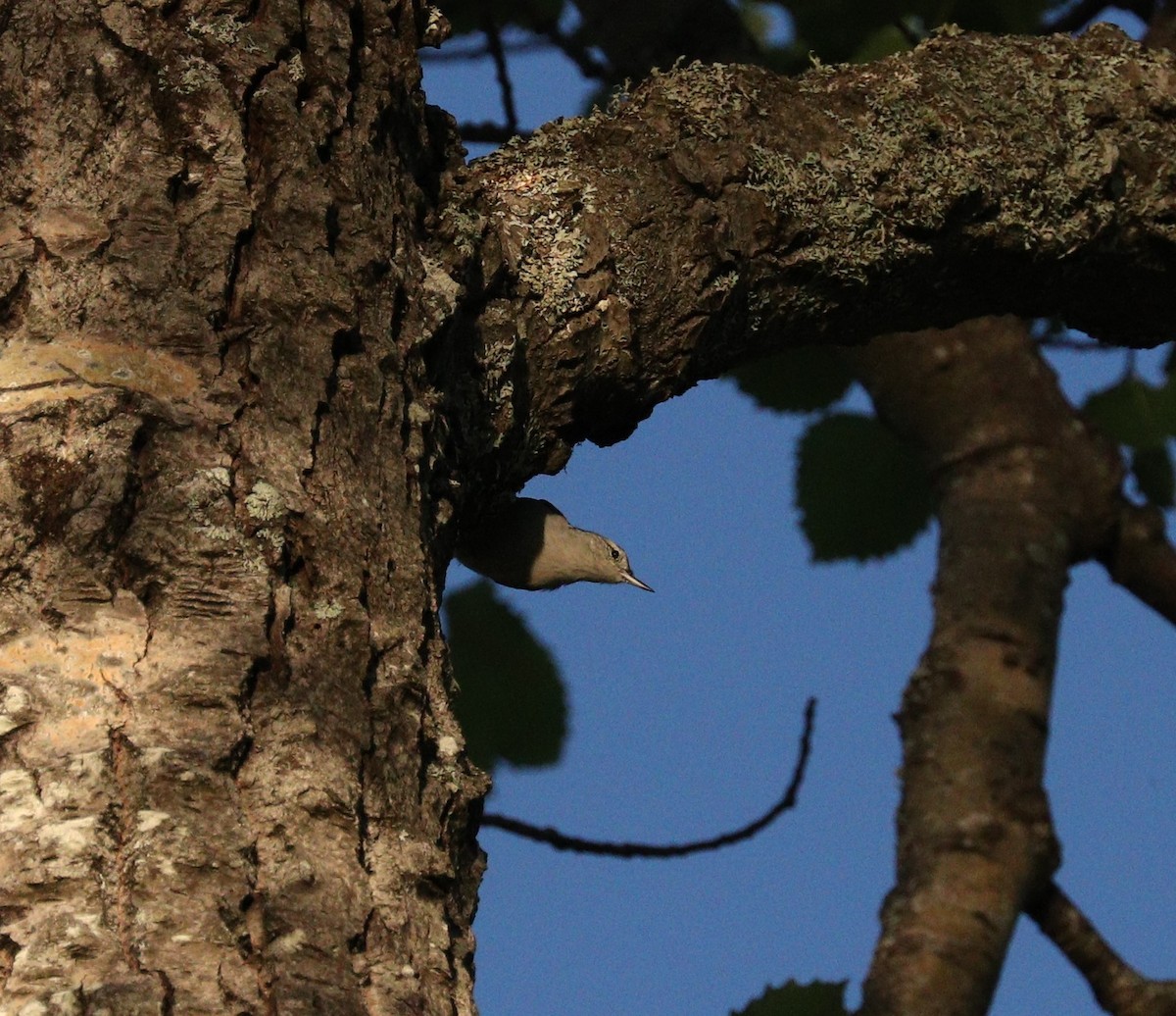 White-breasted Nuthatch - Lynda Noel