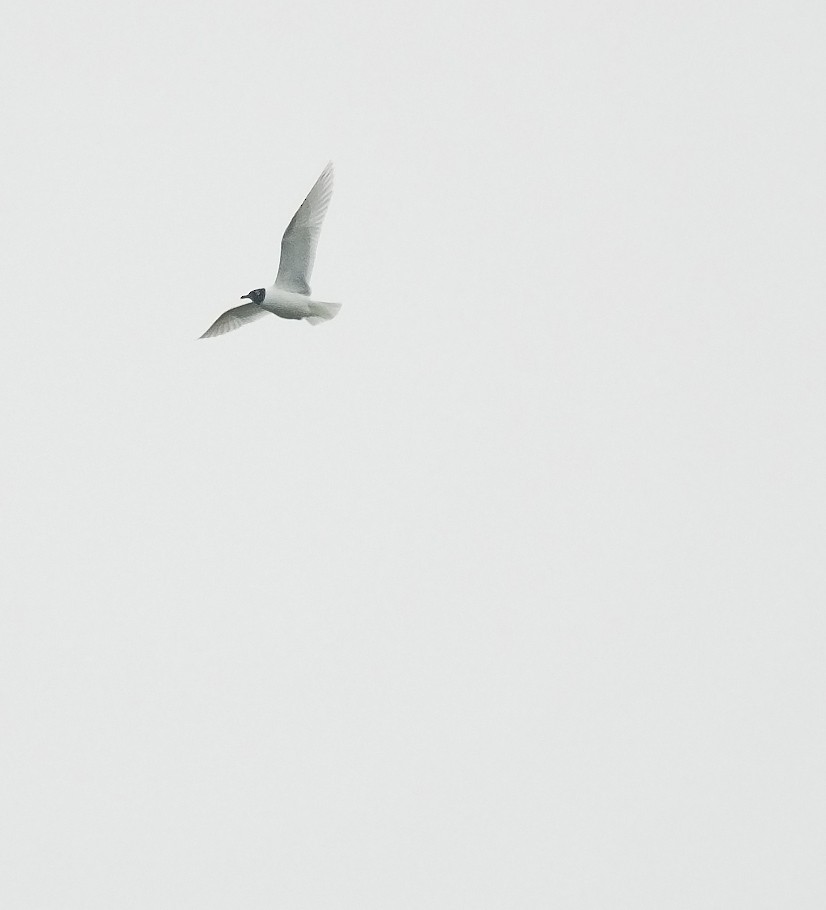 Mediterranean Gull - ML255904691