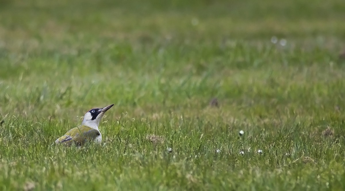 Eurasian Green Woodpecker - ML255904871