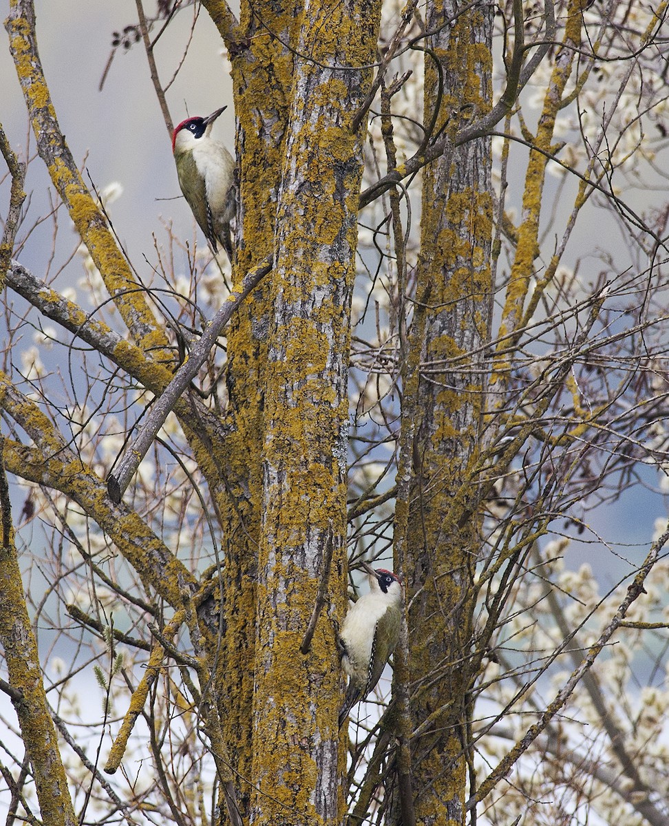 Eurasian Green Woodpecker - ML255904891
