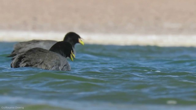 Horned Coot - ML255905041