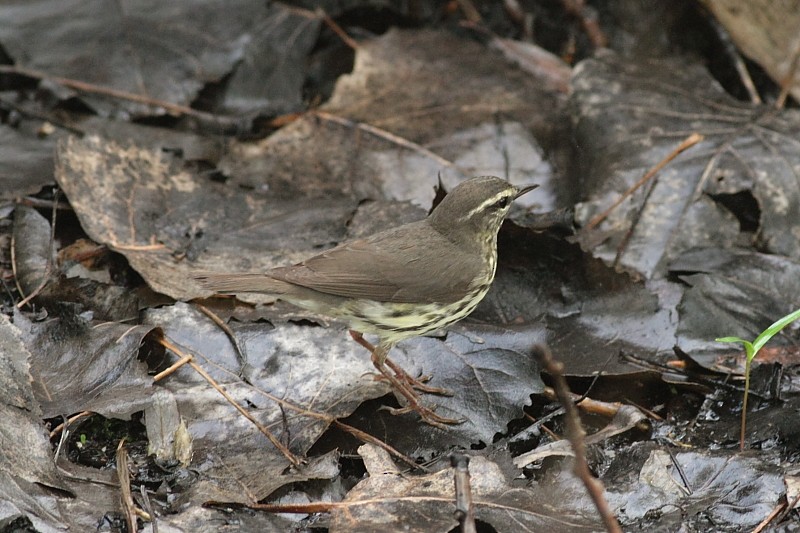 Northern Waterthrush - ML255906271