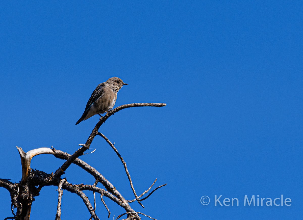 Western Bluebird - Ken Miracle