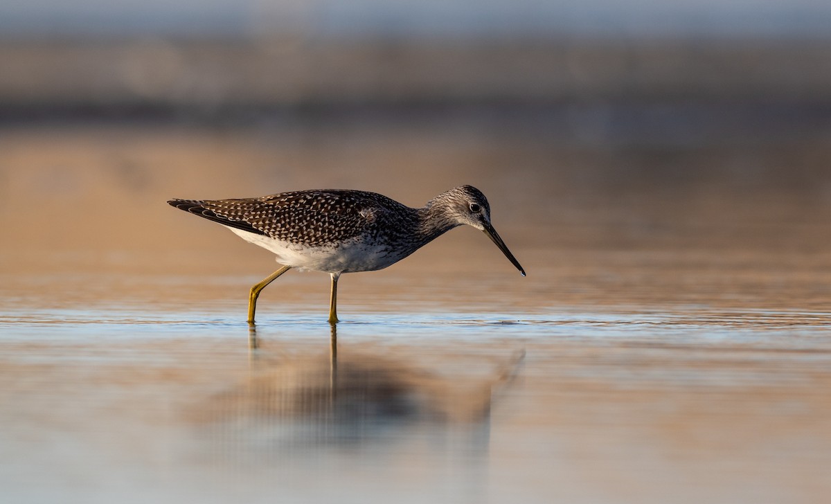 Greater Yellowlegs - Forest Botial-Jarvis