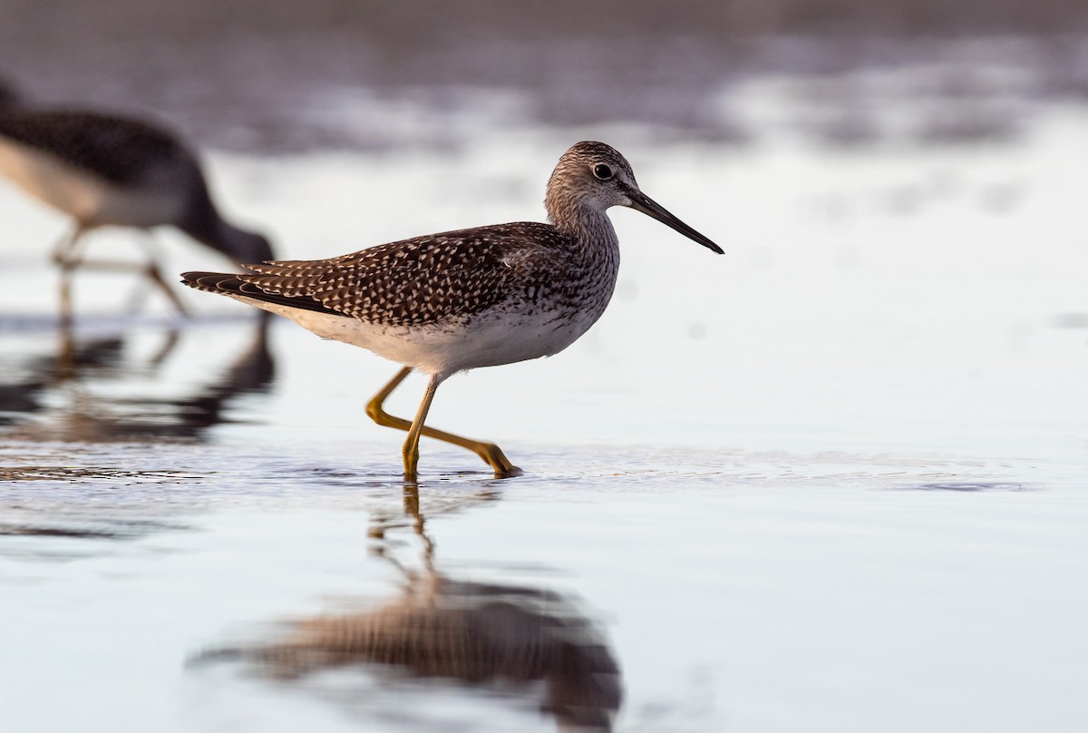 Greater Yellowlegs - Forest Botial-Jarvis