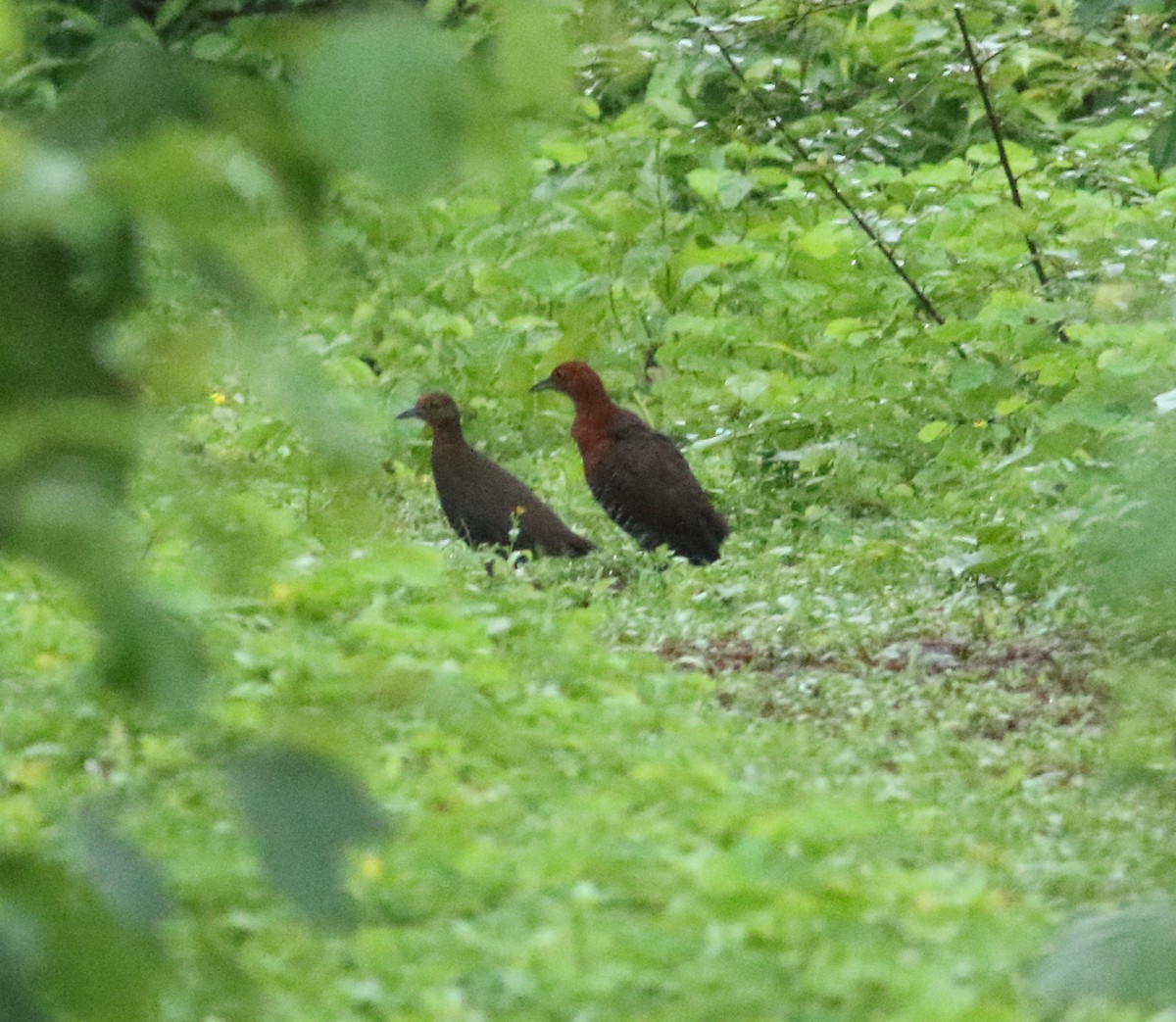 Slaty-legged Crake - ML255910231