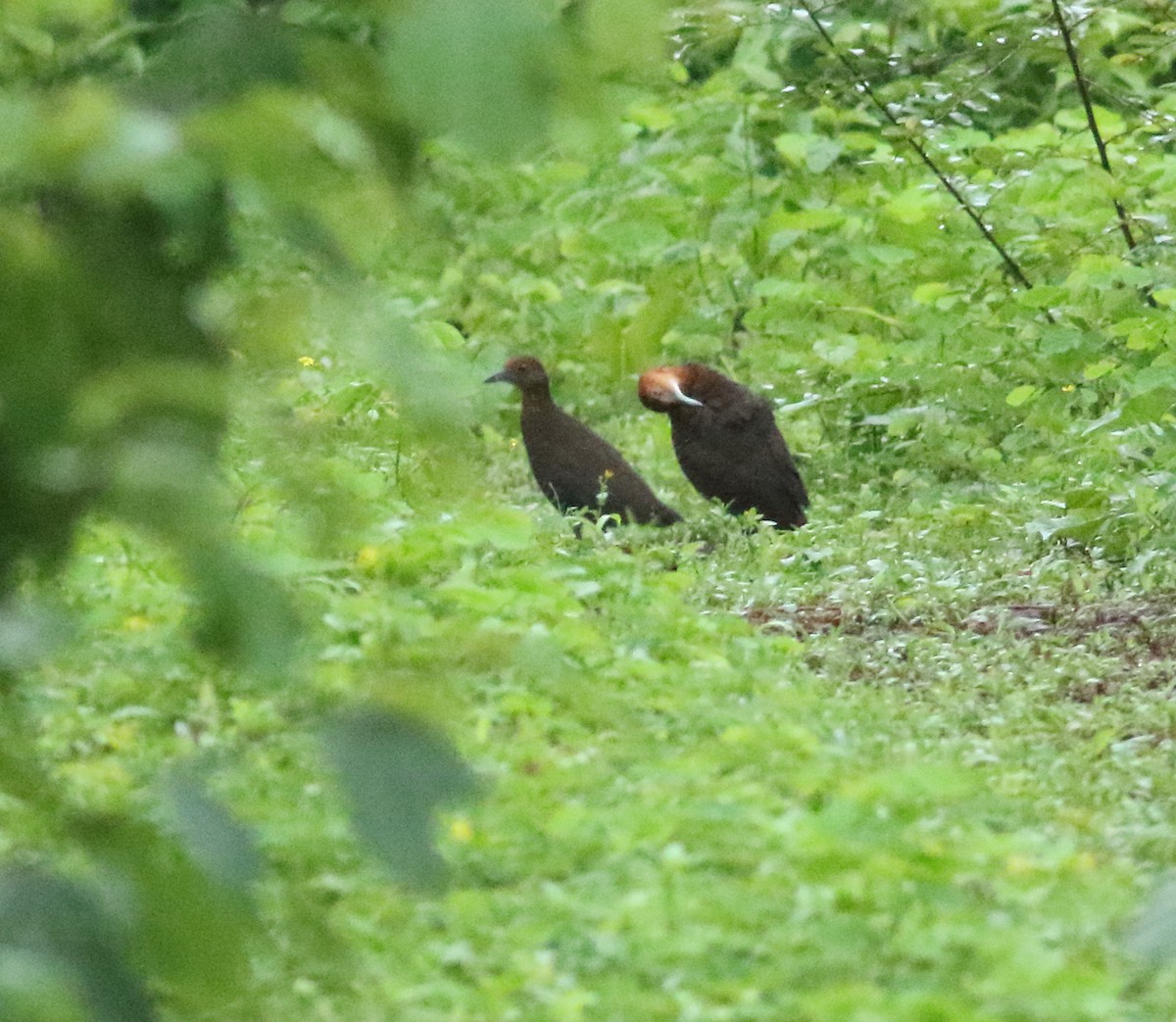 Slaty-legged Crake - ML255910241