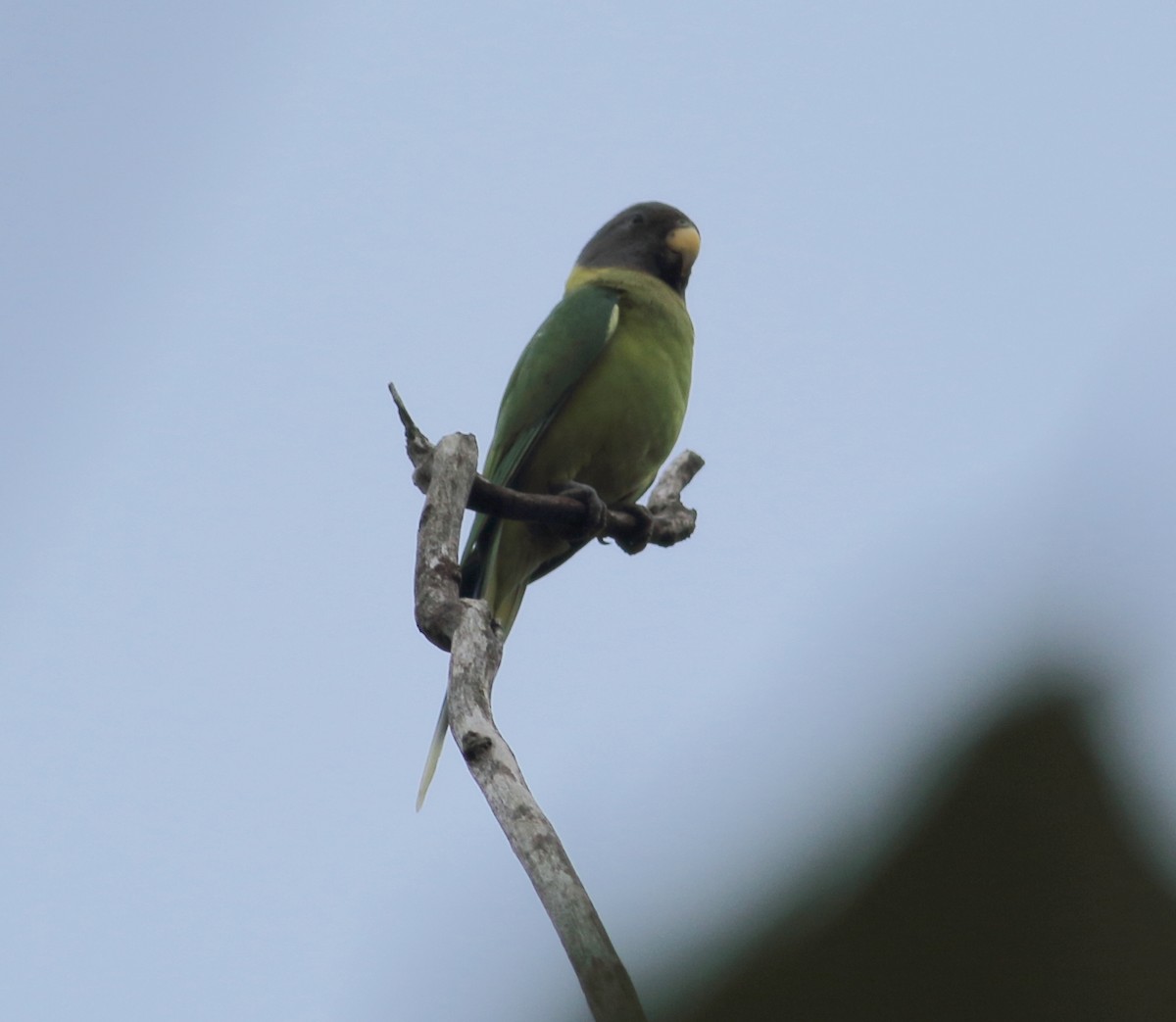 Plum-headed Parakeet - ML255910291