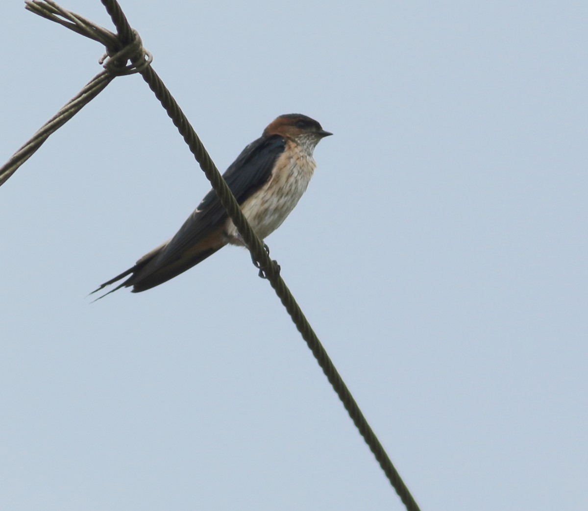 Red-rumped Swallow - ML255910711
