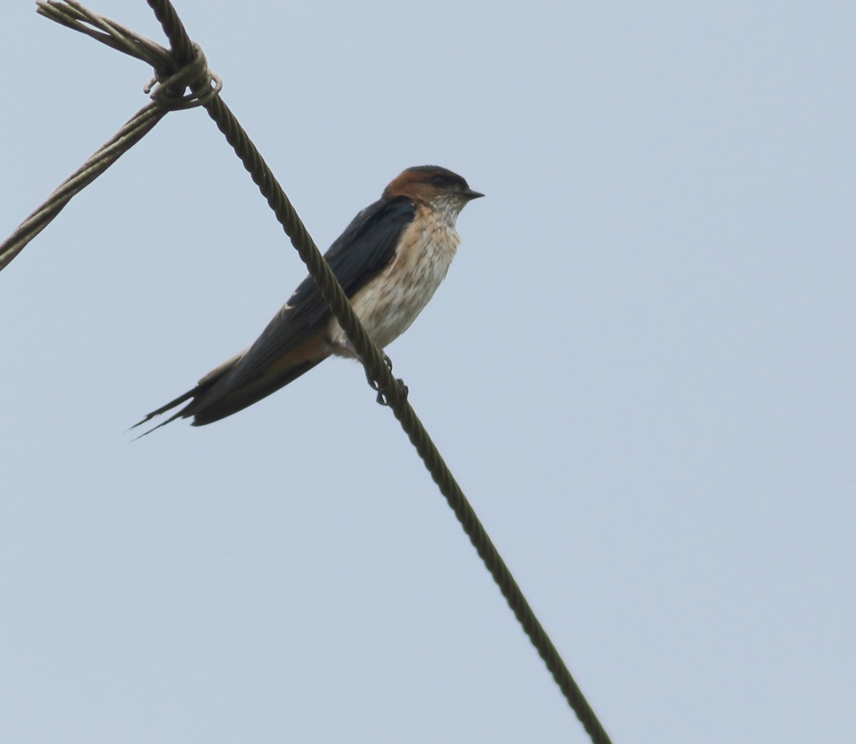 Golondrina Dáurica - ML255910711