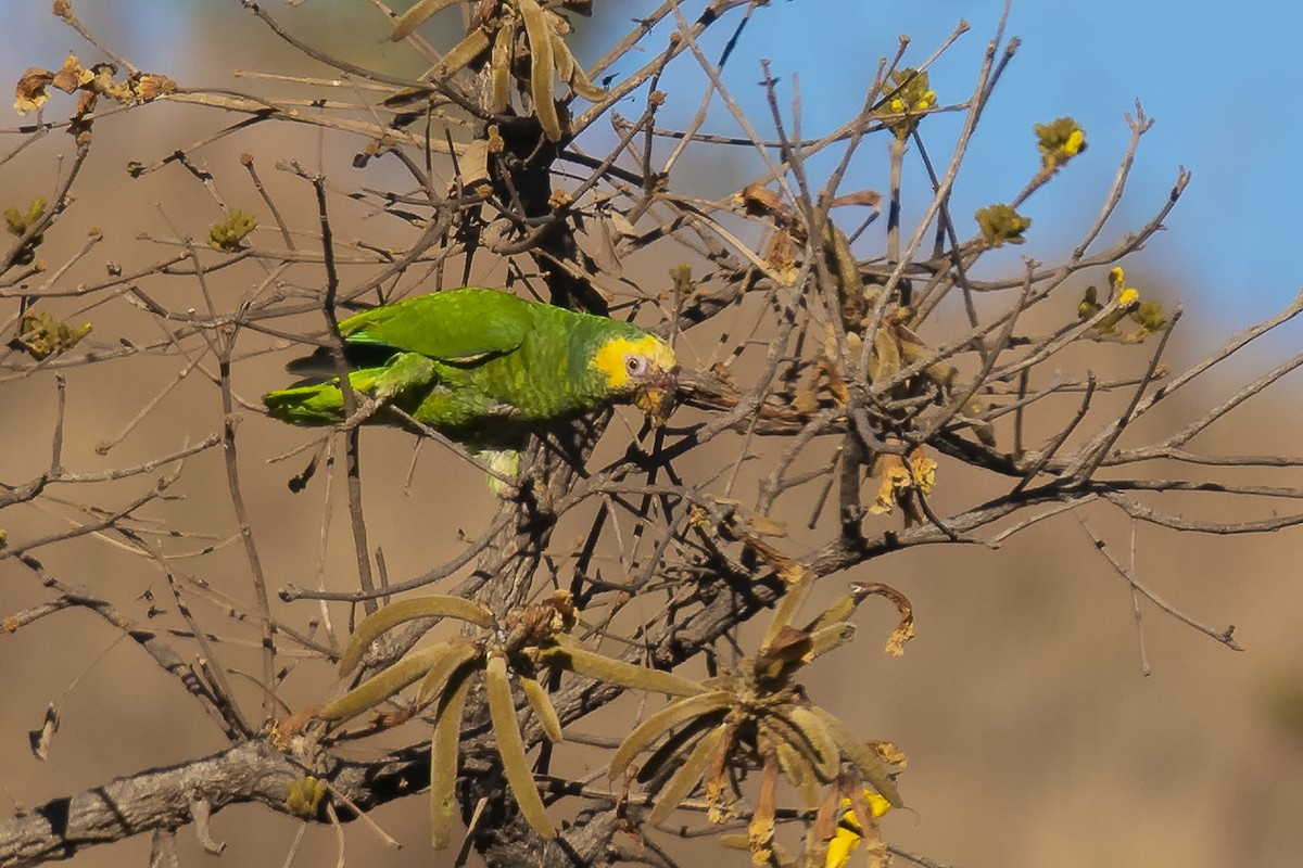 Yellow-faced Parrot - Marcelo  Telles