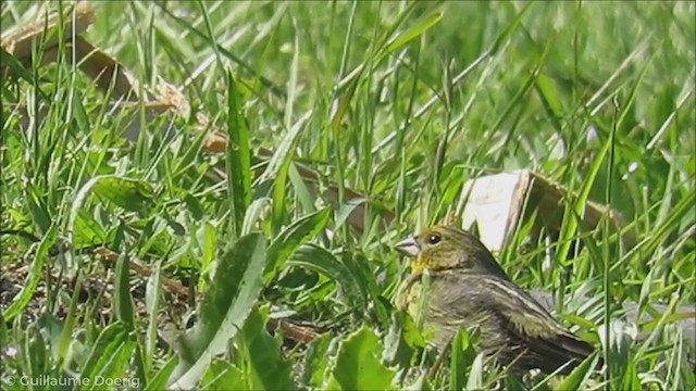 Grassland Yellow-Finch - ML255912341