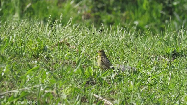 Grassland Yellow-Finch - ML255912351