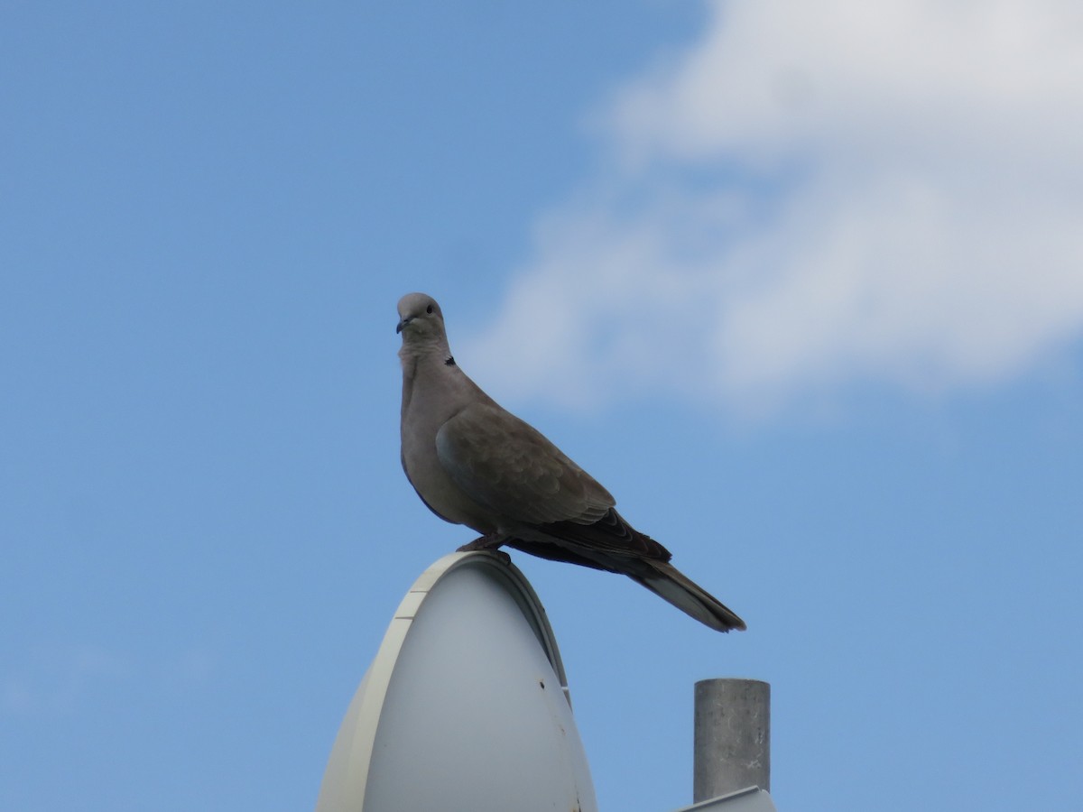 Eurasian Collared-Dove - Braden Meyer