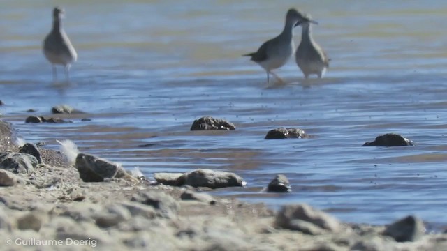 Lesser Yellowlegs - ML255915571