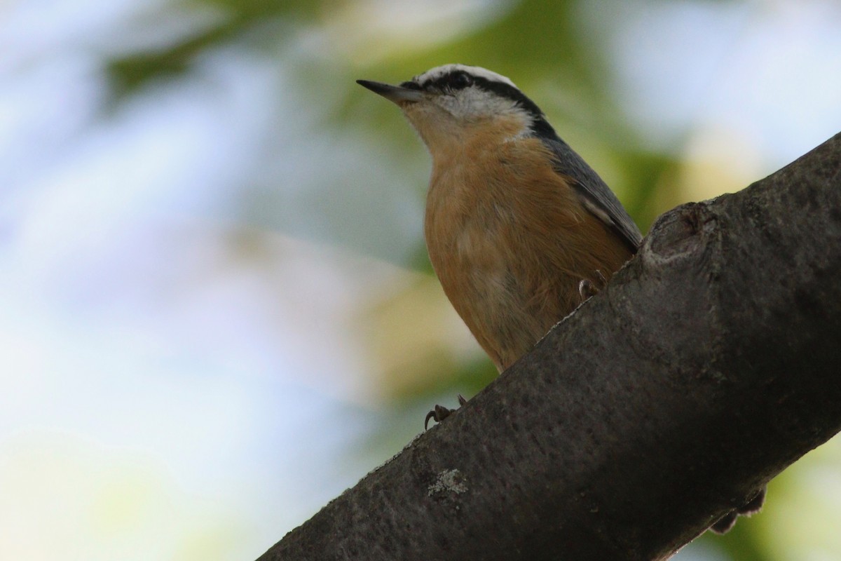 Red-breasted Nuthatch - Katherine Collin
