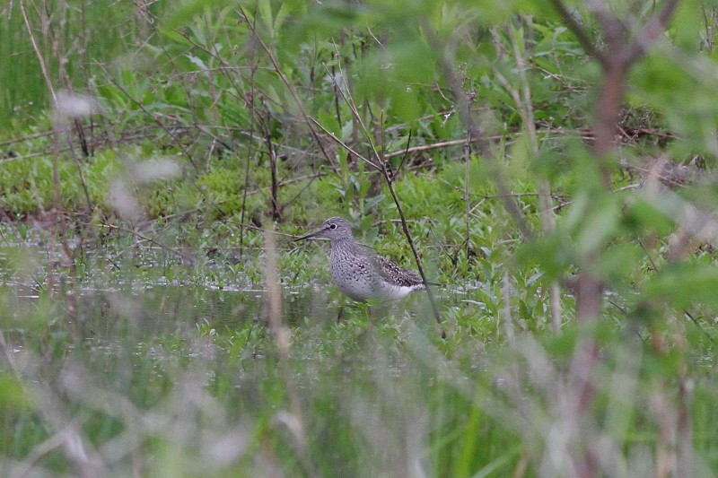 Lesser Yellowlegs - ML255916571