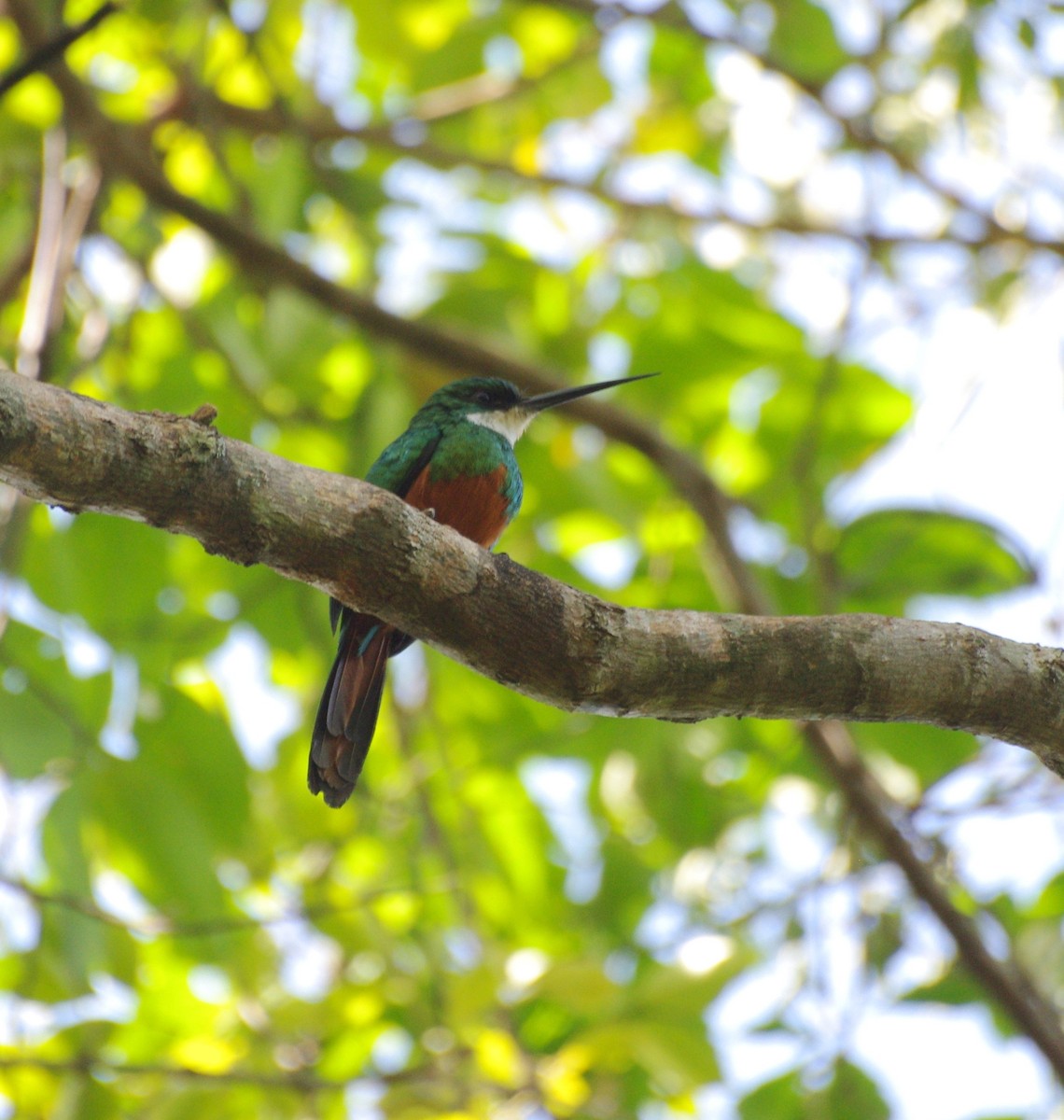 Rufous-tailed Jacamar - Gisele Schoene